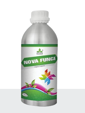 Nova Fungi